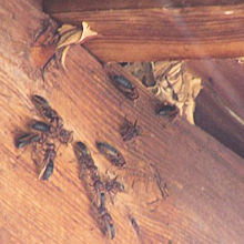 �V�䗠�ɉc��