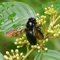 �^�C�����^�P�N�}�o�`