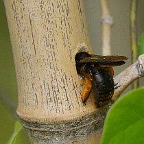 �^�C�����^�P�N�}�o�`�̑���