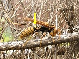 �Z�O���A�V�i�K�o�`