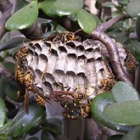 �Z�O���A�V�i�K�o�`�̑�