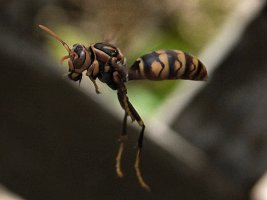 �Z�O���A�V�i�K�o�`