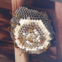 �L�A�V�i�K�o�`�̑�