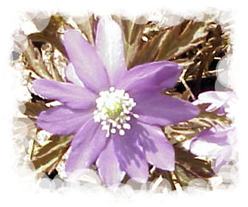 カンコバナコ=キクザキイチリンソウ