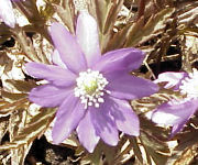 �J���R�o�i�R���L�N�U�L�C�`�����\�E