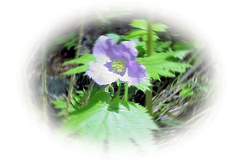 �V���l�A�I�C