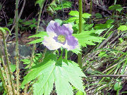 �V���l�A�I�C